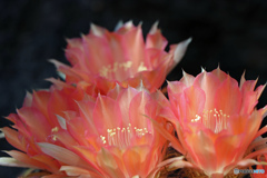 サボテンの花