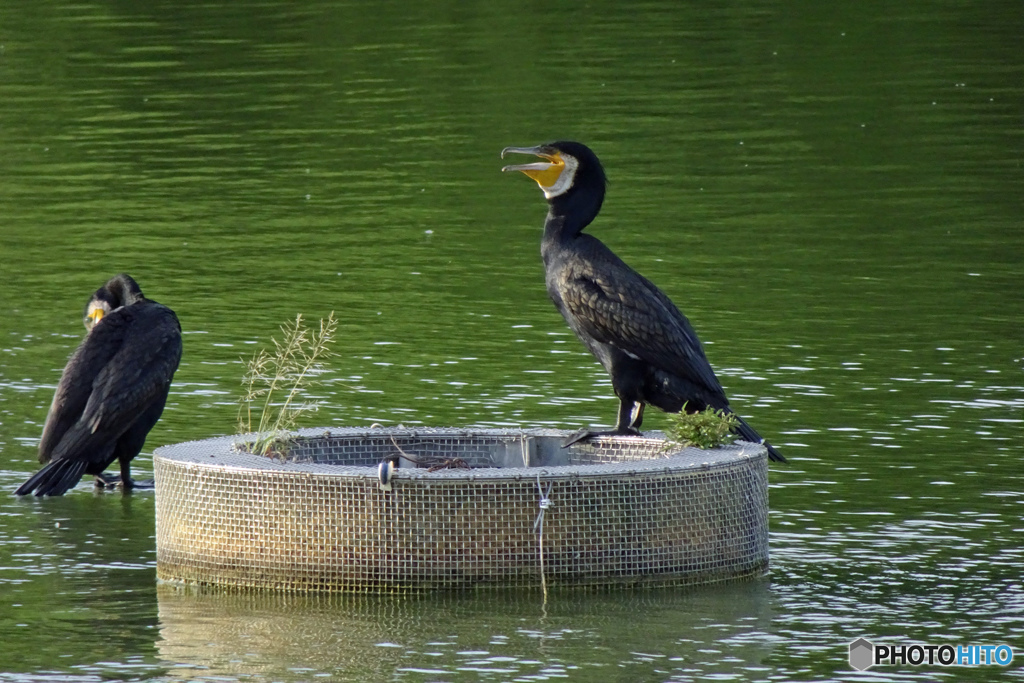 カワウ