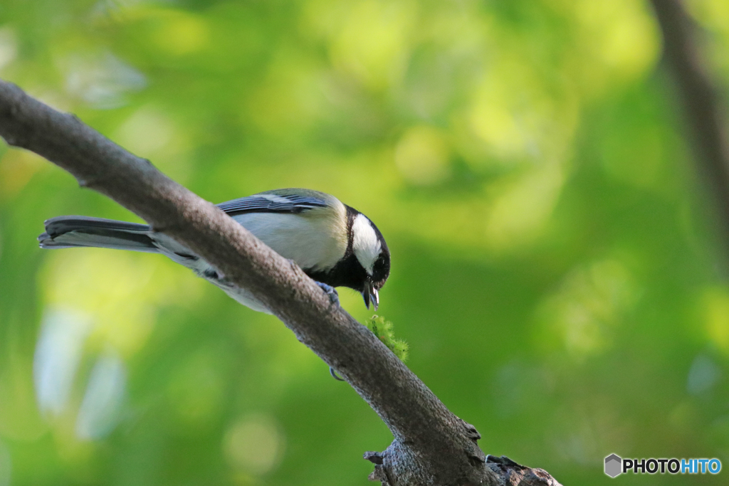 シジュウカラ１