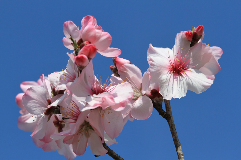 青空とアーモンドの花