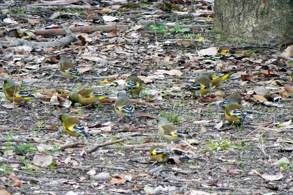 カワラヒラだったぁ