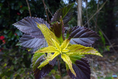 七変化の新芽
