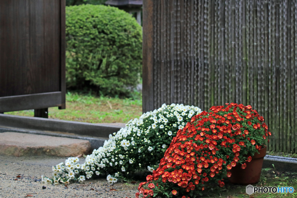 菊