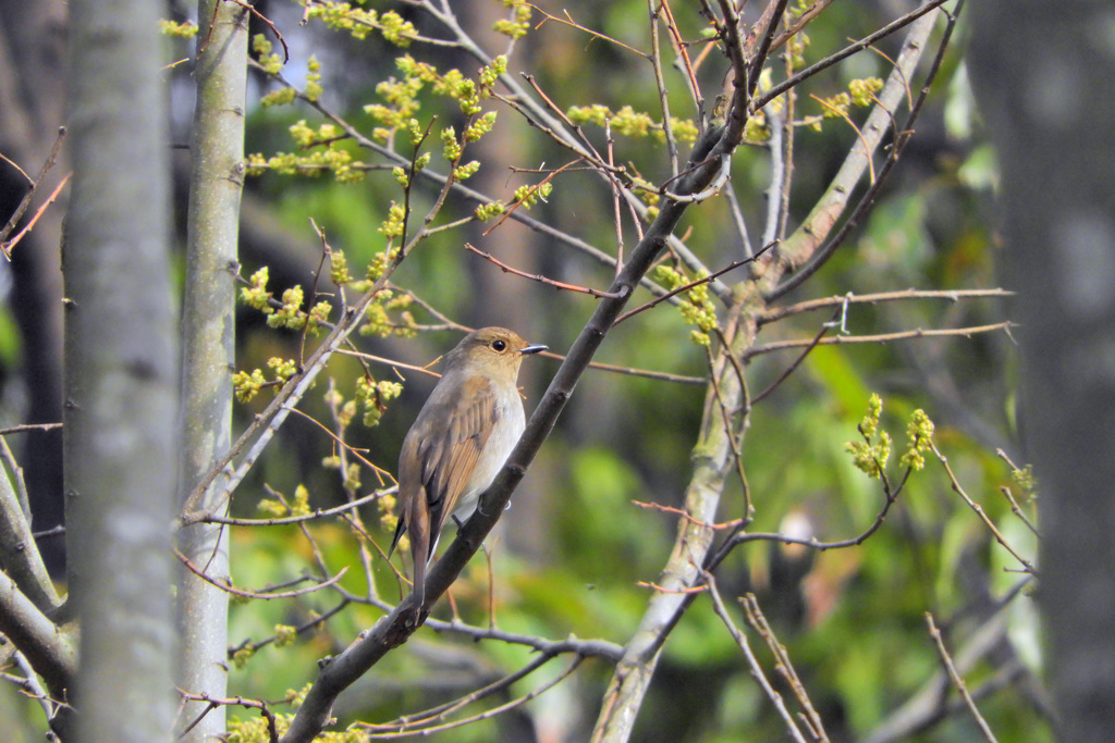 野鳥園のオオルリ♀