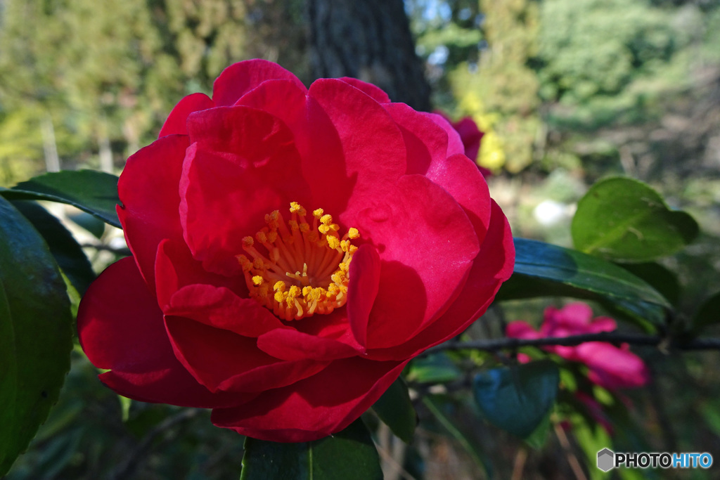 山茶花