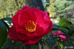 山茶花