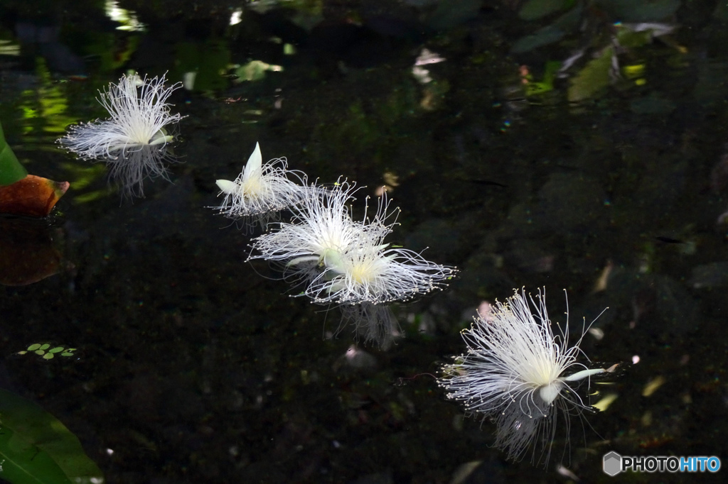 サガリバナ落花