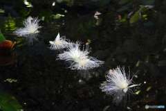 サガリバナ落花