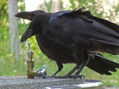 カラス３