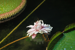 オオオニバスの花（夜間開館）