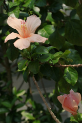 初代 ハワイ州の州花