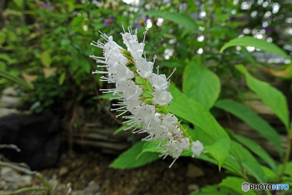 シモバシラ