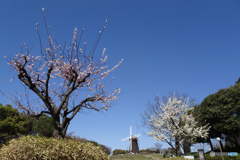 紅梅と白梅