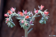 サボテンの花