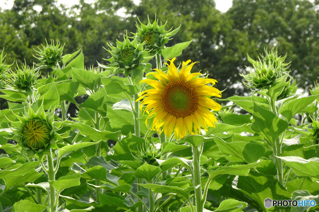 7月4日　気が早いね　　いいことだ