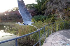逃げた～