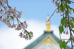 しだれ桜と