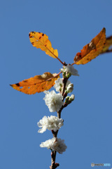 十月桜　未だ頑張ってます