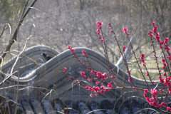 中国庭園の紅梅