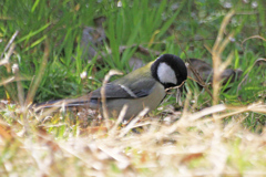 枯れ草を咥えたシジュウカラ１