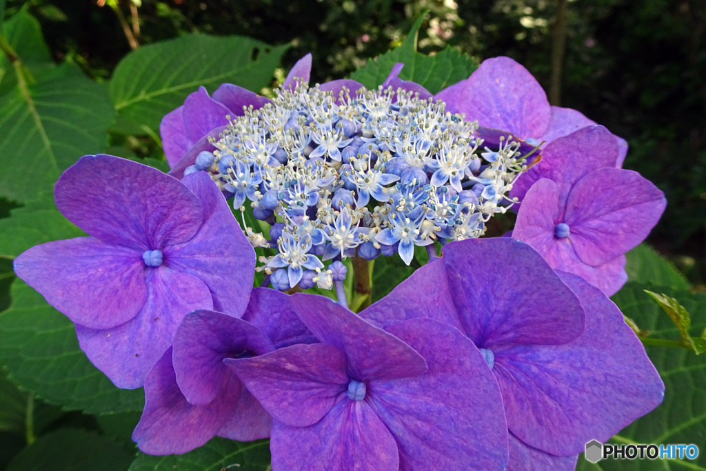 紫陽花も元気
