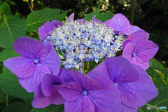 紫陽花も元気