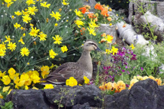 １羽不明なのに花に囲まれ悠然と