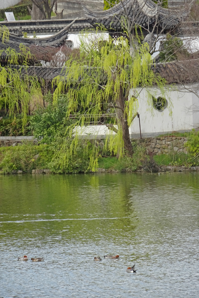 柳も芽を吹いた