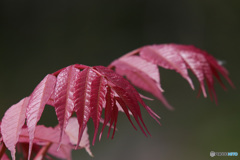 新芽