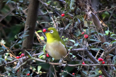 ピラカンサスはおいしいよ
