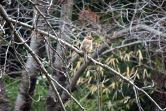 花の谷で百舌鳥に出会う