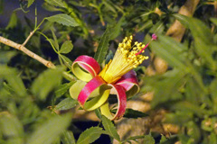 別の花　１９時３６分