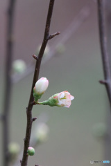 木瓜と思います
