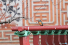カワセミ