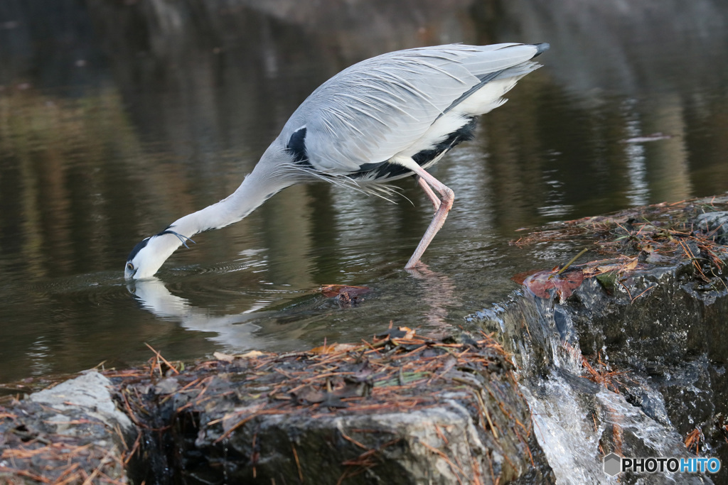 水飲開始