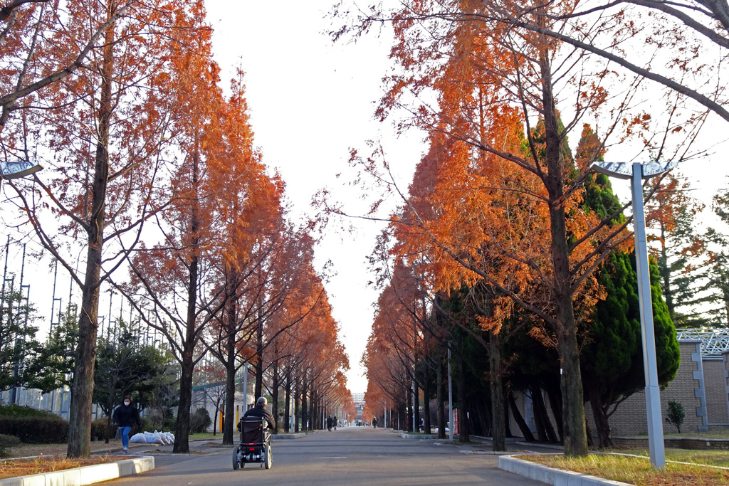 鶴見緑地　南口のメタセコイア