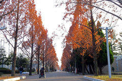 鶴見緑地　南口のメタセコイア
