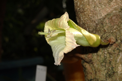 キャンドルツリーの花