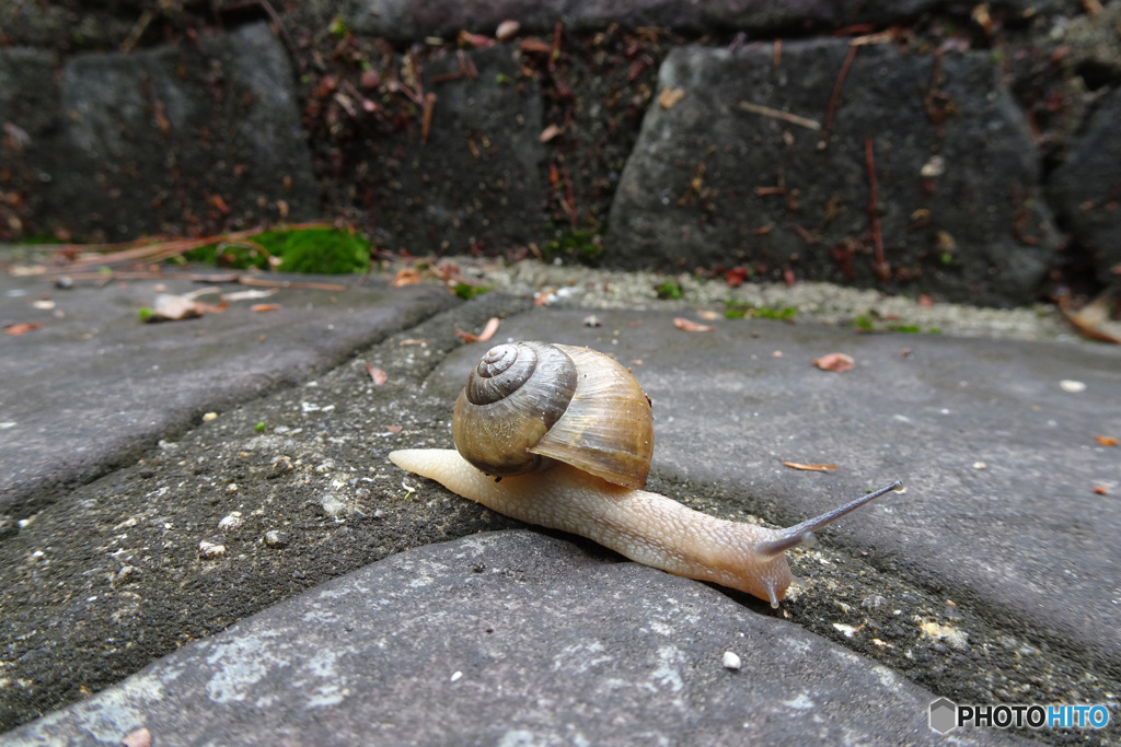 カタツムリ見ぃ～つけた