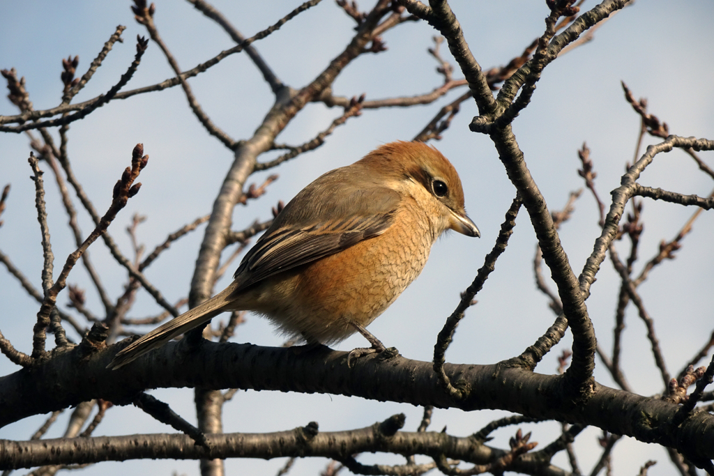 約３ｍ先の百舌鳥嬢