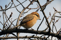 約３ｍ先の百舌鳥嬢