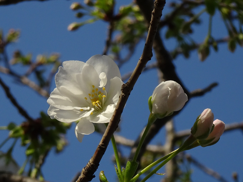 八重桜　帆立