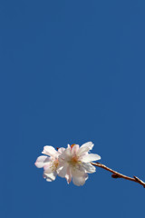 拾月さくら
