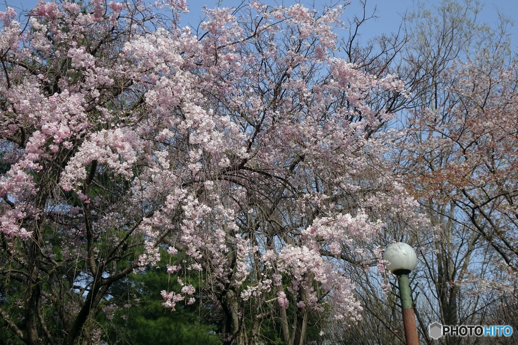 枝垂れ桜