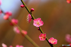 紅梅