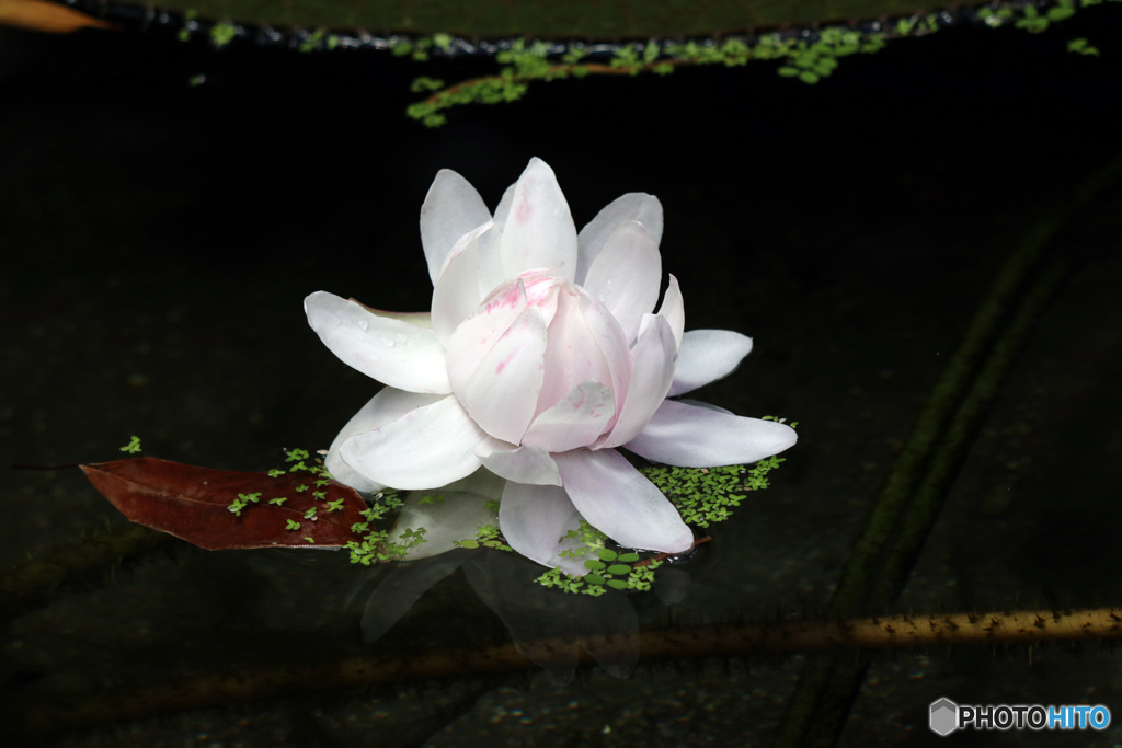 オオオニバスの花