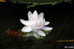 オオオニバスの花