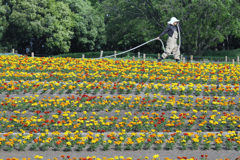マリーゴールド花壇