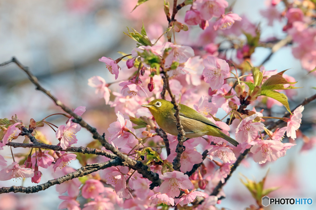 枝渡り　次は何所へ