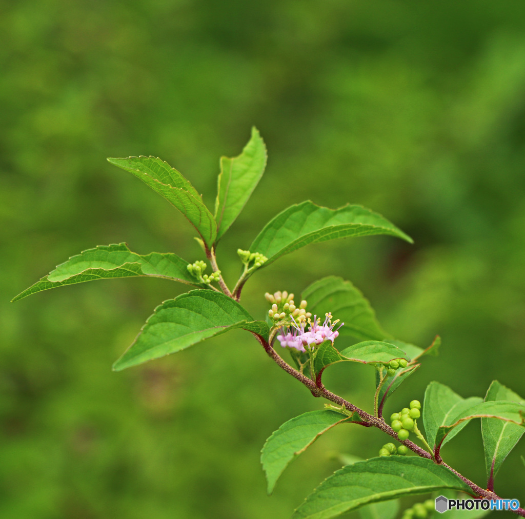 ムラサキシキの花